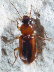 Stenolophus dissimilis