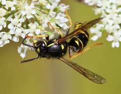 Vespula acadica