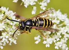 Vespula acadica