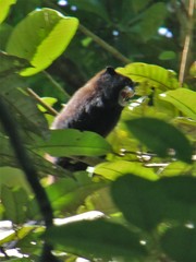 Saguinus fuscicollis