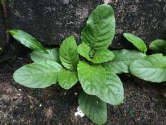 Ruellia ciliatiflora