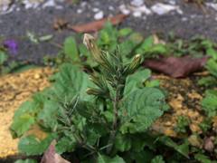 Ruellia ciliatiflora