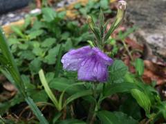 Ruellia ciliatiflora