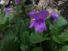 Ruellia ciliatiflora
