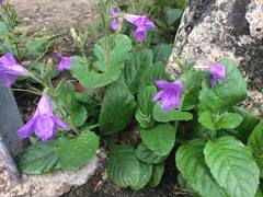 Ruellia ciliatiflora