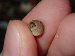 Cantharidella picturata