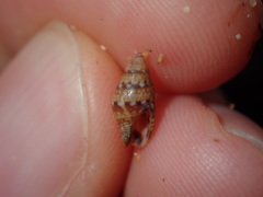 Pseudamycla dermestoidea