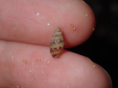 Pseudamycla dermestoidea