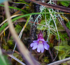 Pinguicula calyptrata