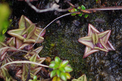 Pinguicula calyptrata
