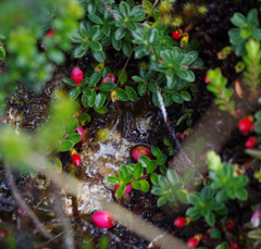 Disterigma empetrifolium