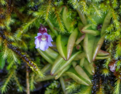 Pinguicula calyptrata