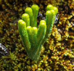 Phlegmariurus hystrix