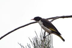 Grantiella picta