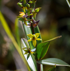 Epidendrum oxycalyx