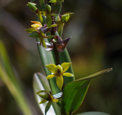 Epidendrum oxycalyx