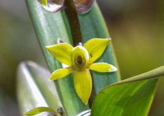 Epidendrum oxycalyx