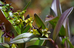 Epidendrum oxycalyx