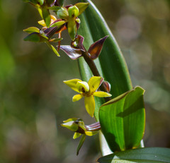 Epidendrum oxycalyx