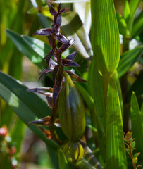 Epidendrum oxycalyx