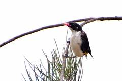 Grantiella picta