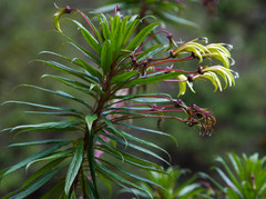 Siphocampylus lucidus
