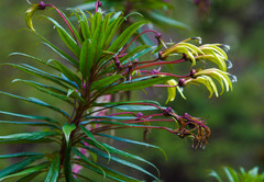 Siphocampylus lucidus