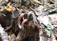 Carphophis amoenus helenae