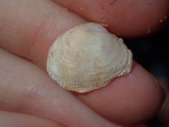 Irus crenatus