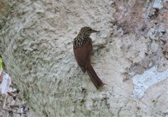 Xiphorhynchus lachrymosus