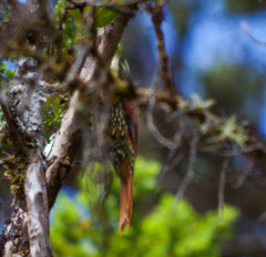 Margarornis squamiger