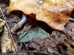 Carphophis amoenus helenae