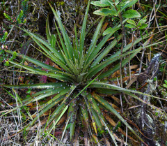 Puya clava-herculis