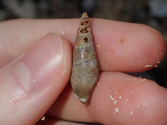 Isara cookii