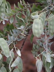 Acacia pyrifolia