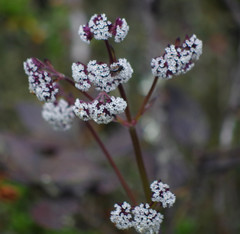 Valeriana adscendens