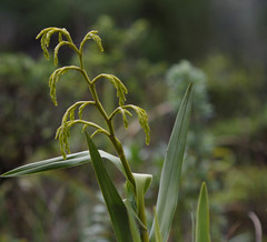 Epidendrum frutex