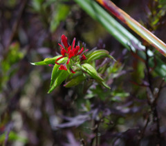 Castilleja fissifolia