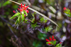 Castilleja fissifolia