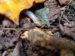 Carphophis amoenus helenae