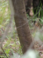 Acacia pyrifolia
