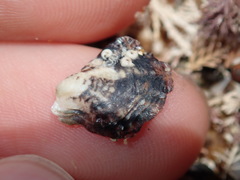 Pterioidea