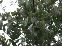 Acacia pyrifolia