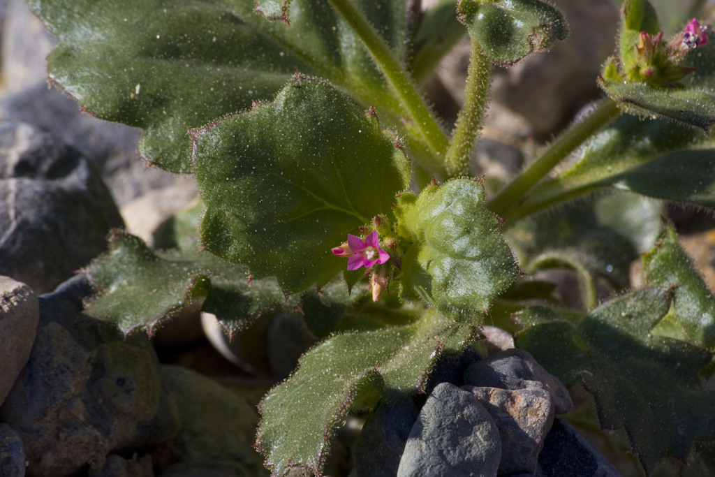 Giliga Tree broad-leaved gilia from Inyo County, CA, USA on March 26, 2013 at 04:05 ...