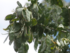 Acacia pyrifolia