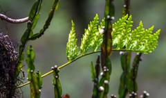 Baccharis genistelloides