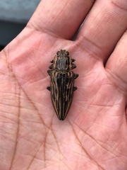 Chalcophora japonica