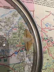 Neoterpes edwardsata