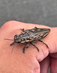 Chalcophora japonica