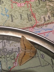 Neoterpes edwardsata